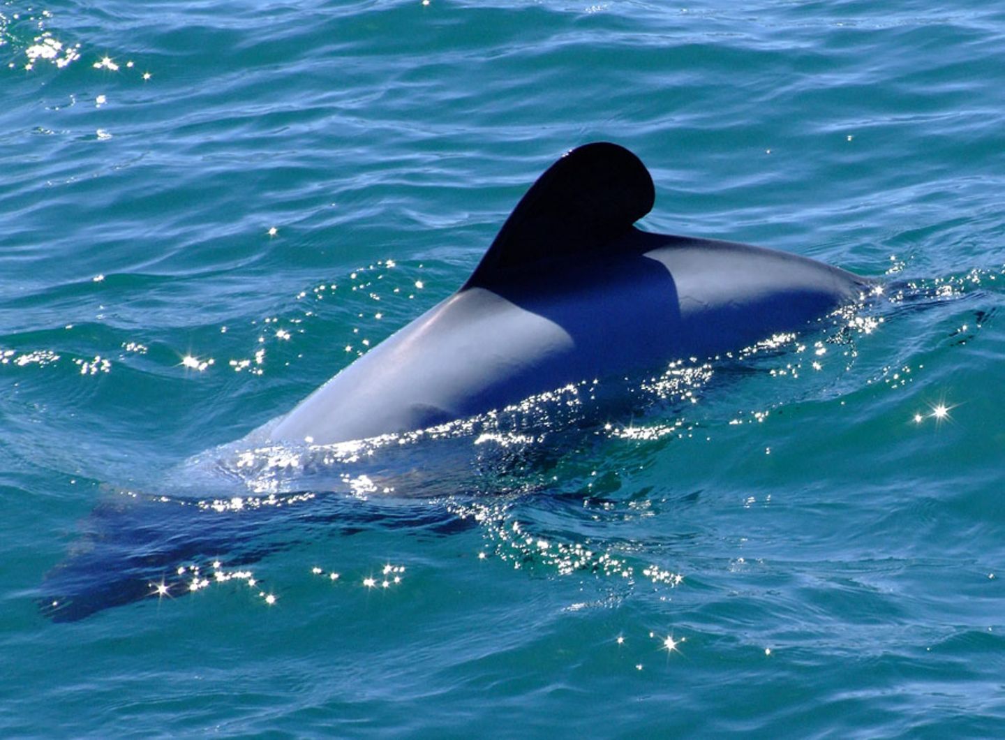 Hector-Delfin