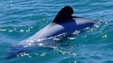 Hector-Delfin