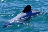 Hector-Delfin