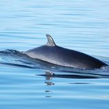 Gewöhnlicher Zwergwal