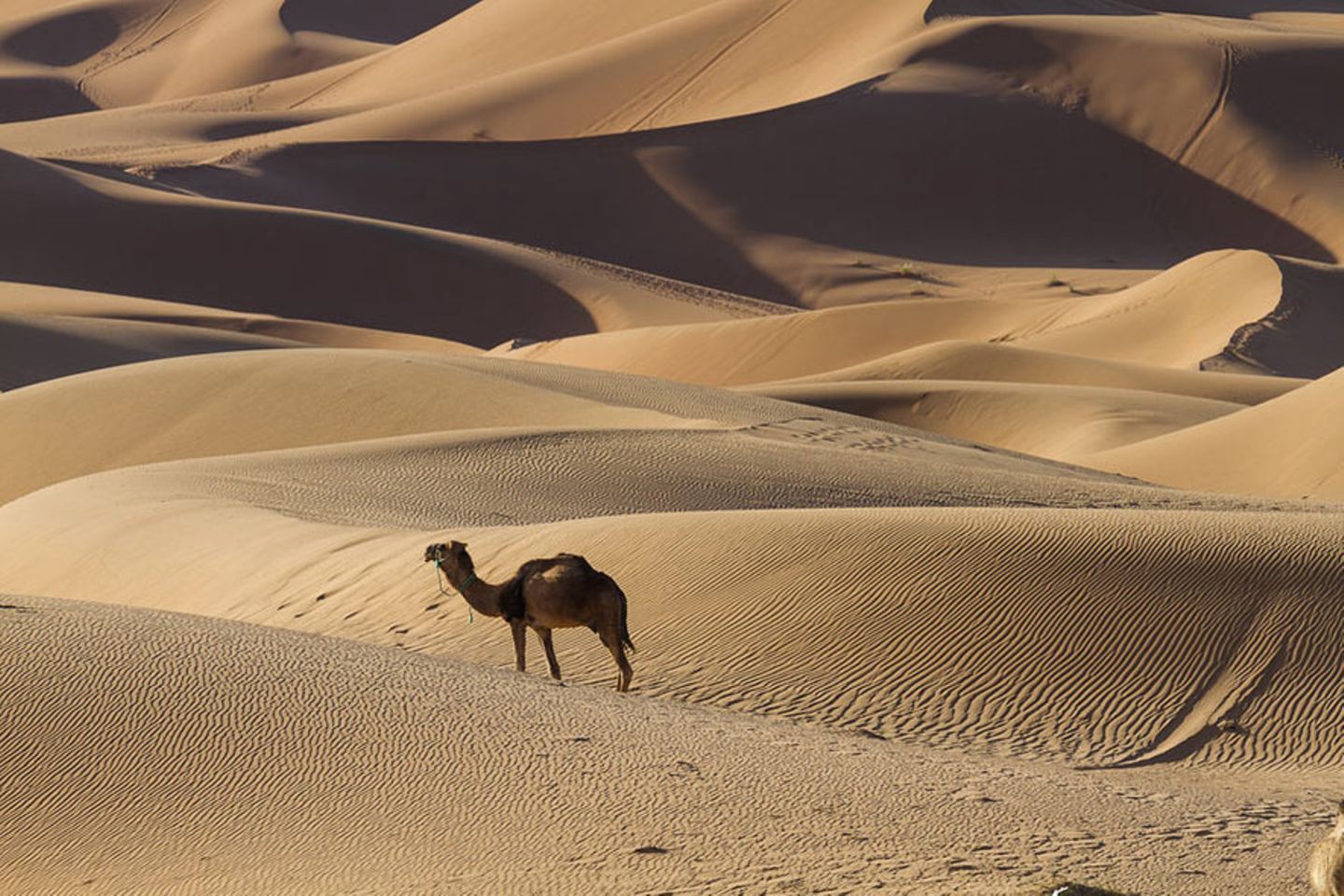 Erg Chebbi