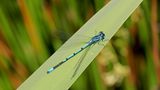 Libelle