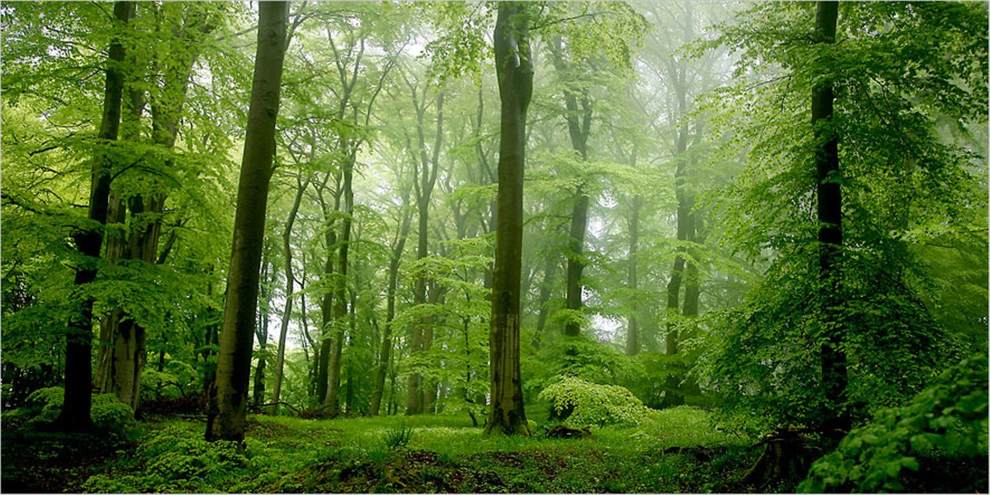 Habichtswald