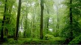Habichtswald