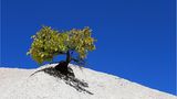 Baum