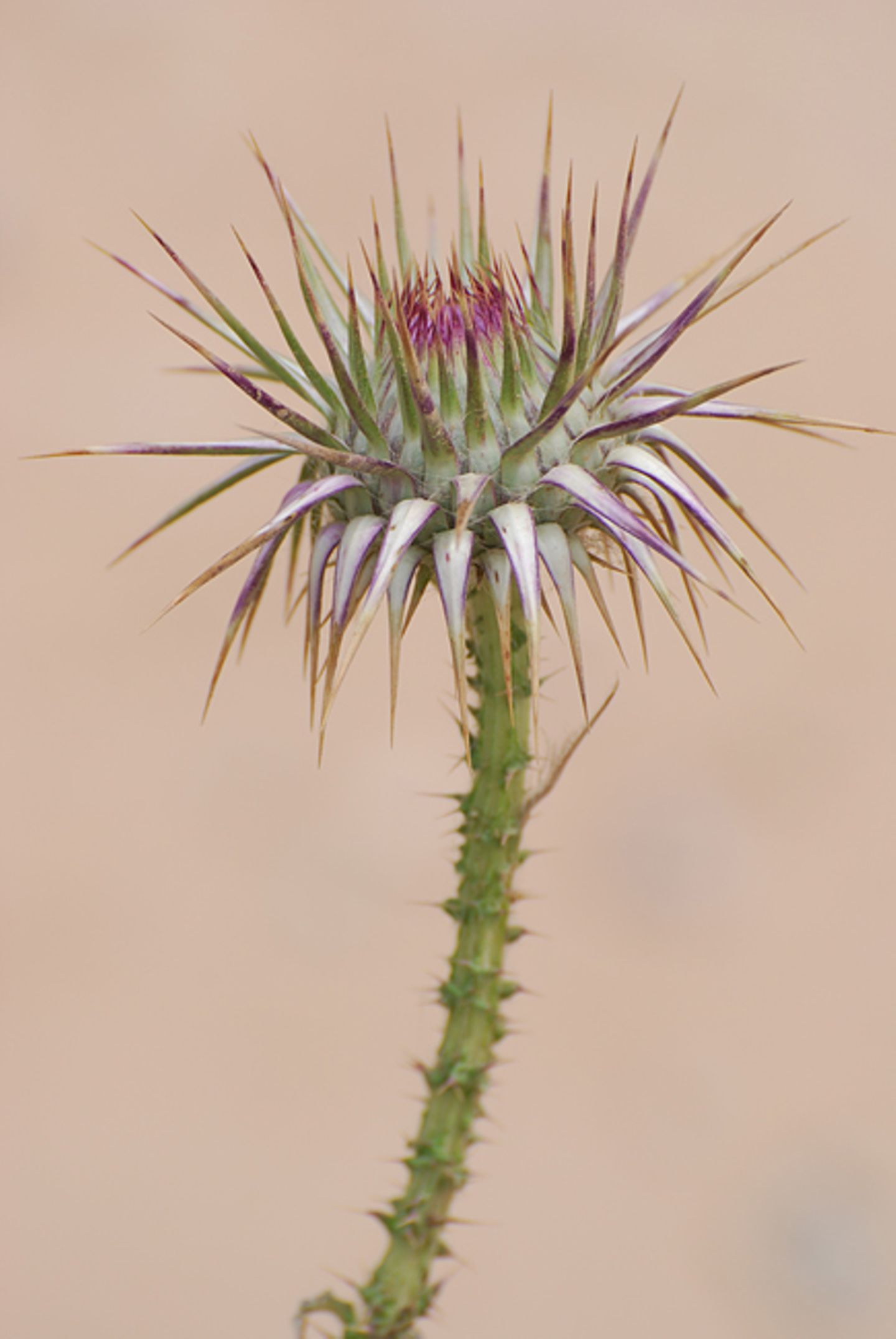 Wildblume