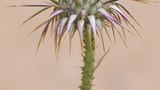 Wildblume