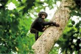 INTERVIEW: Kinostart: "Schimpansen"