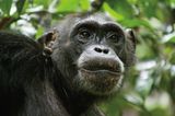 INTERVIEW: Kinostart: "Schimpansen" - Bild 4
