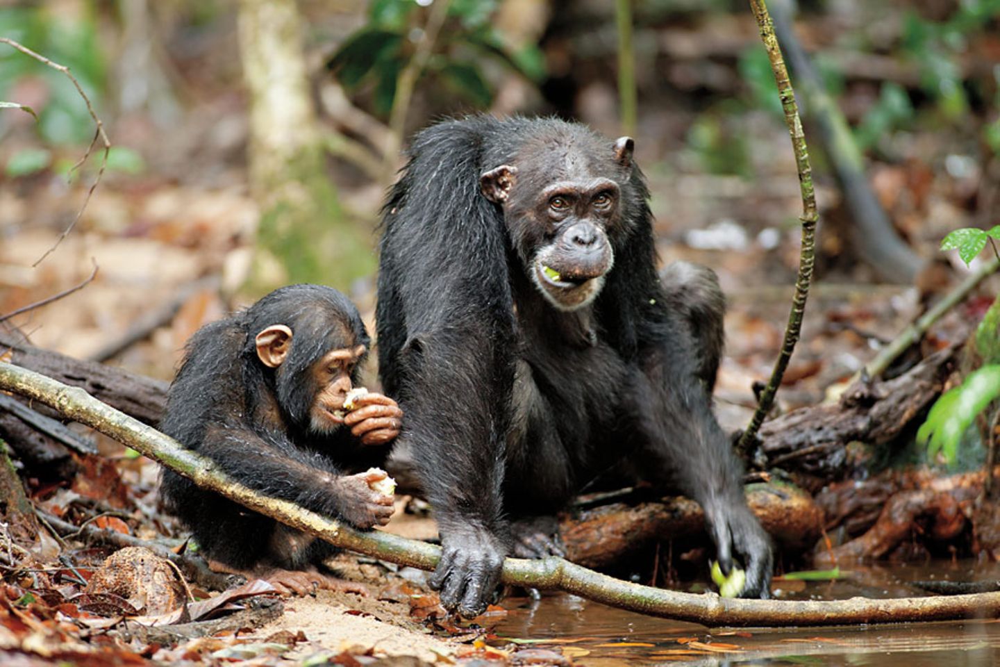 INTERVIEW: Kinostart: "Schimpansen" - Bild 5