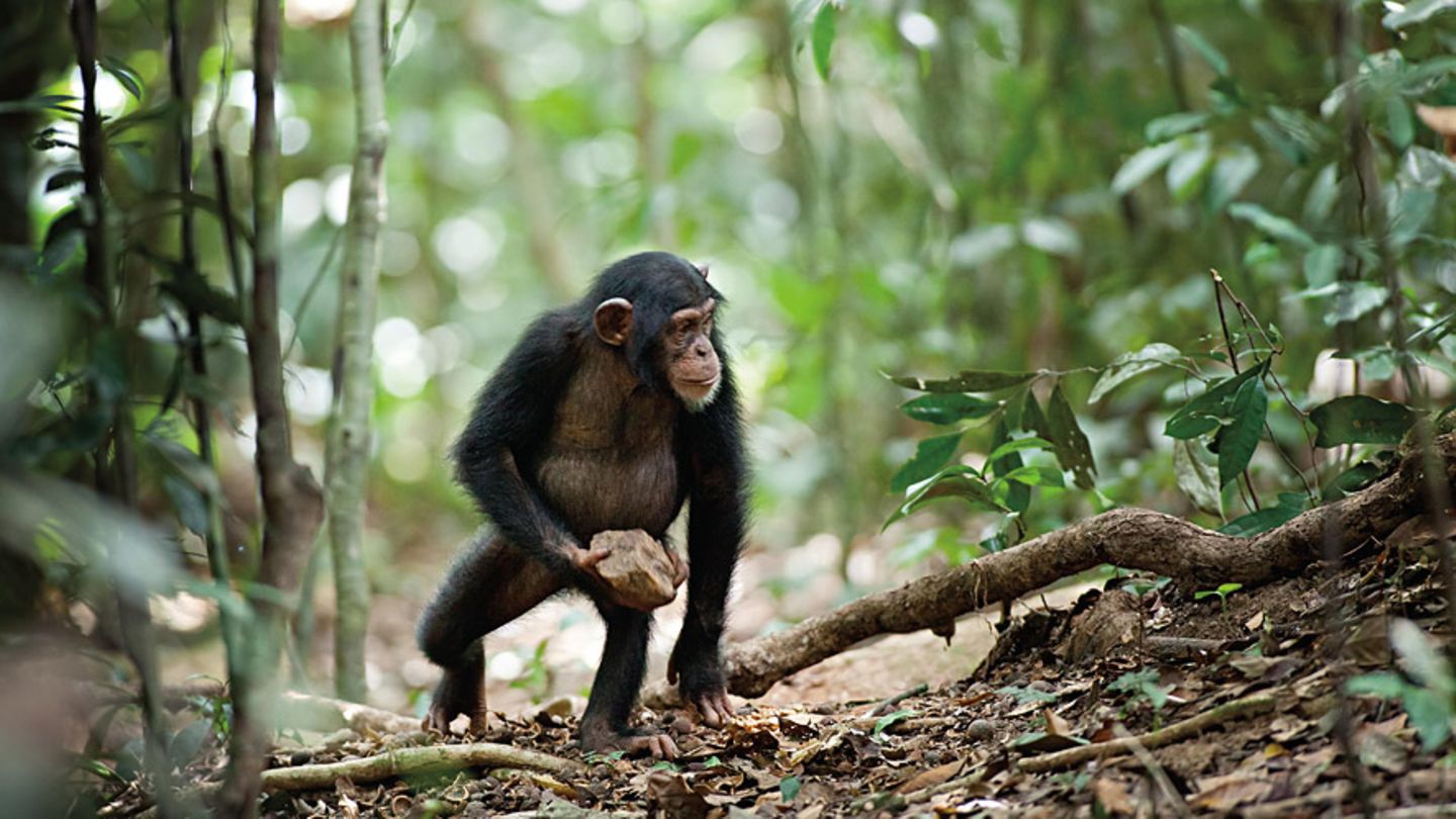 INTERVIEW: Kinostart: "Schimpansen" - Bild 7