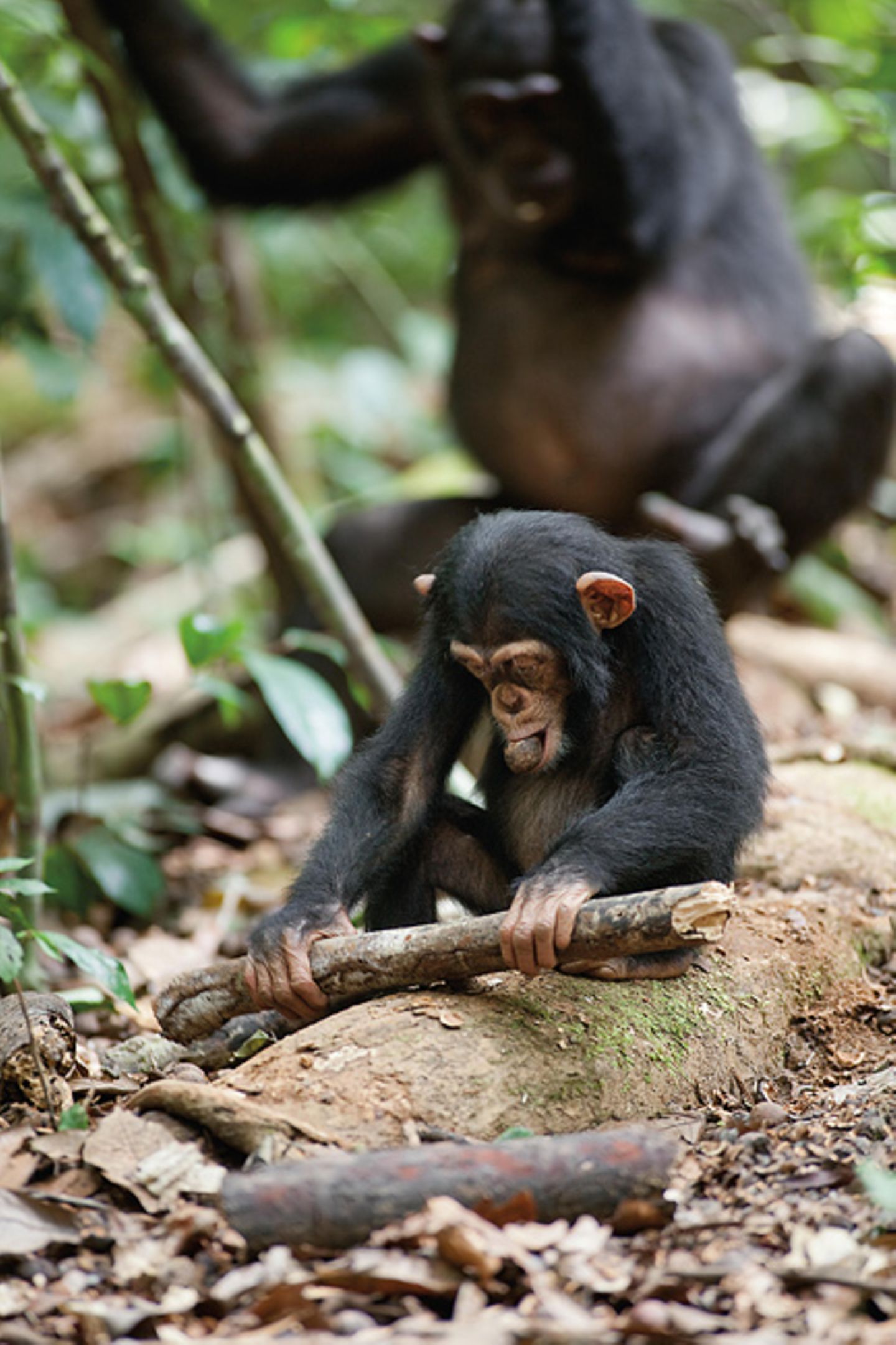 INTERVIEW: Kinostart: "Schimpansen" - Bild 8