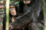 INTERVIEW: Kinostart: "Schimpansen" - Bild 10