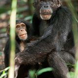 INTERVIEW: Kinostart: "Schimpansen" - Bild 10