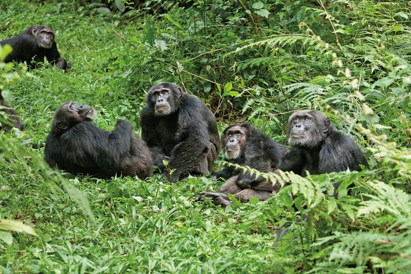 INTERVIEW: Kinostart: "Schimpansen" - Bild 11