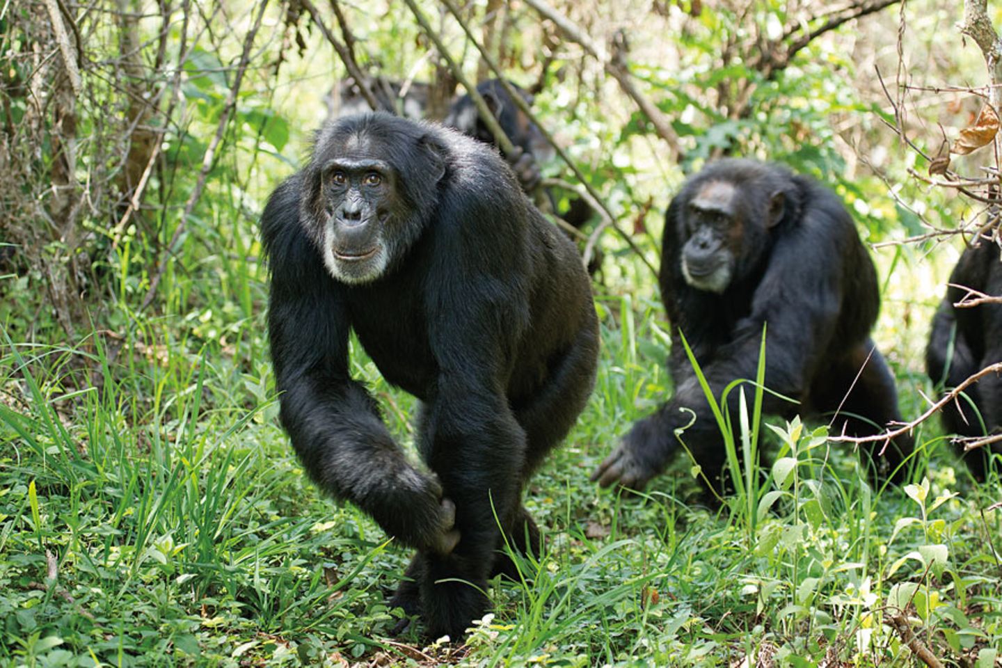 INTERVIEW: Kinostart: "Schimpansen" - Bild 12