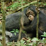 INTERVIEW: Kinostart: "Schimpansen" - Bild 16