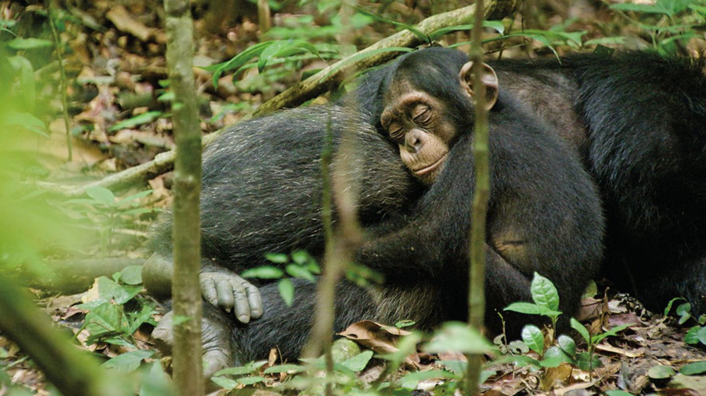 INTERVIEW: Kinostart: "Schimpansen" - Bild 16