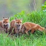 Füchse: Wieso die Tiere zu Unrecht gejagt werden