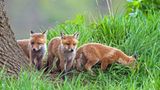Füchse: Wieso die Tiere zu Unrecht gejagt werden