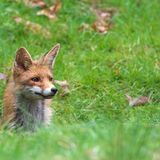 Füchse: Die Gejagten - Bild 2