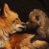 Füchse: Die Gejagten - Bild 3