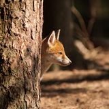 Füchse: Die Gejagten - Bild 4