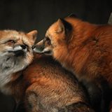 Füchse: Die Gejagten - Bild 5