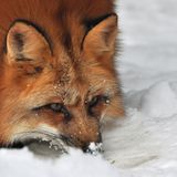 Füchse: Die Gejagten - Bild 6