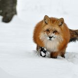 Füchse: Die Gejagten - Bild 7