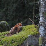 Füchse: Die Gejagten - Bild 8