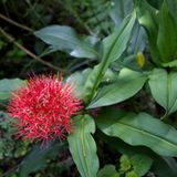 Fotogalerie: Der Batwa-Trail - Bild 7