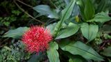 Fotogalerie: Der Batwa-Trail - Bild 7