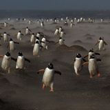 18-Jähriger wird Naturfotograf des Jahres! - Bild 3