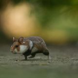 18-Jähriger wird Naturfotograf des Jahres! - Bild 5