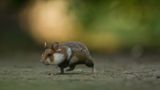 18-Jähriger wird Naturfotograf des Jahres! - Bild 5