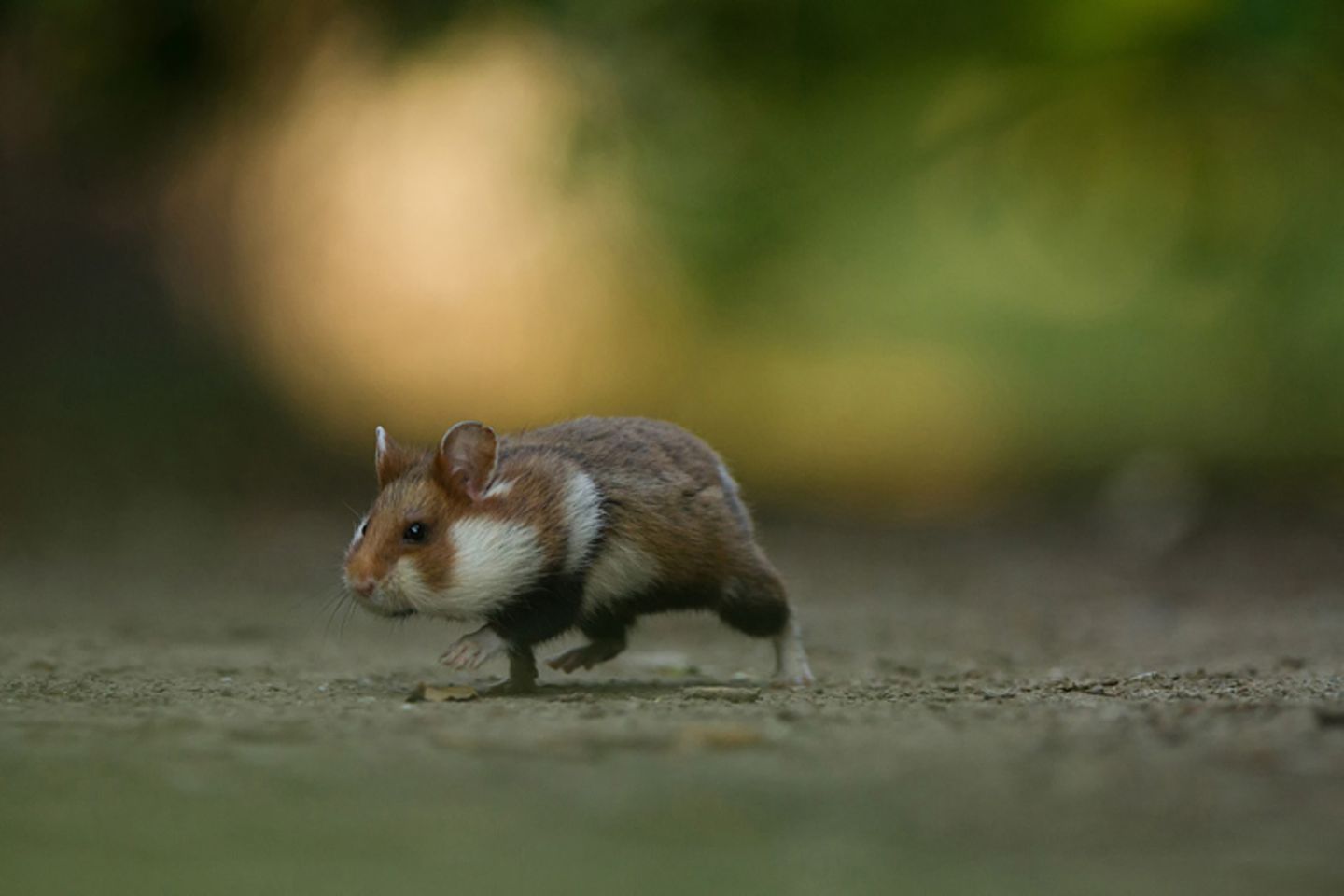 18-Jähriger wird Naturfotograf des Jahres! - Bild 5