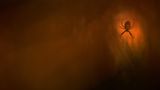18-Jähriger wird Naturfotograf des Jahres! - Bild 6