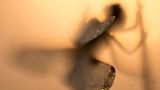 18-Jähriger wird Naturfotograf des Jahres! - Bild 7