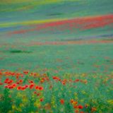 18-Jähriger wird Naturfotograf des Jahres! - Bild 10