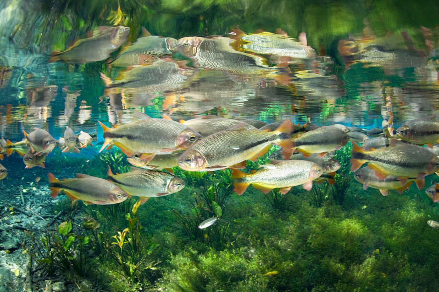 Wasserspiegel