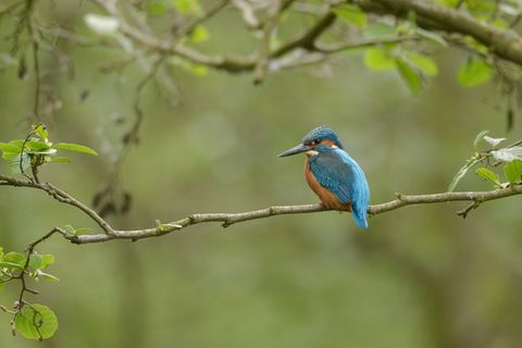 Fotogalerie: Rätselhafter Schönling: Der Eisvogel