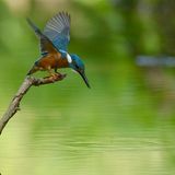 Kleine Beute bevorzugt