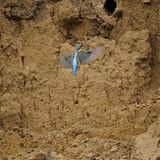 Fütterungskarussell