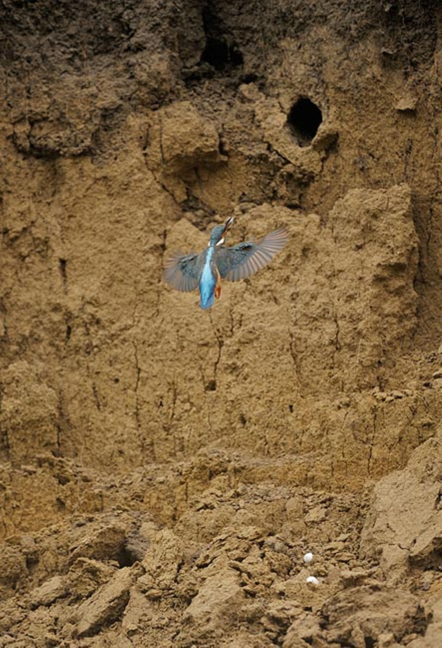 Fütterungskarussell