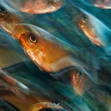 Britische Jungferninseln, Kleine Antillen, Großbritannien