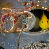 Halbinsel Izu, Honshu, Japan