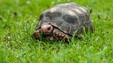Köhlerschildkröte