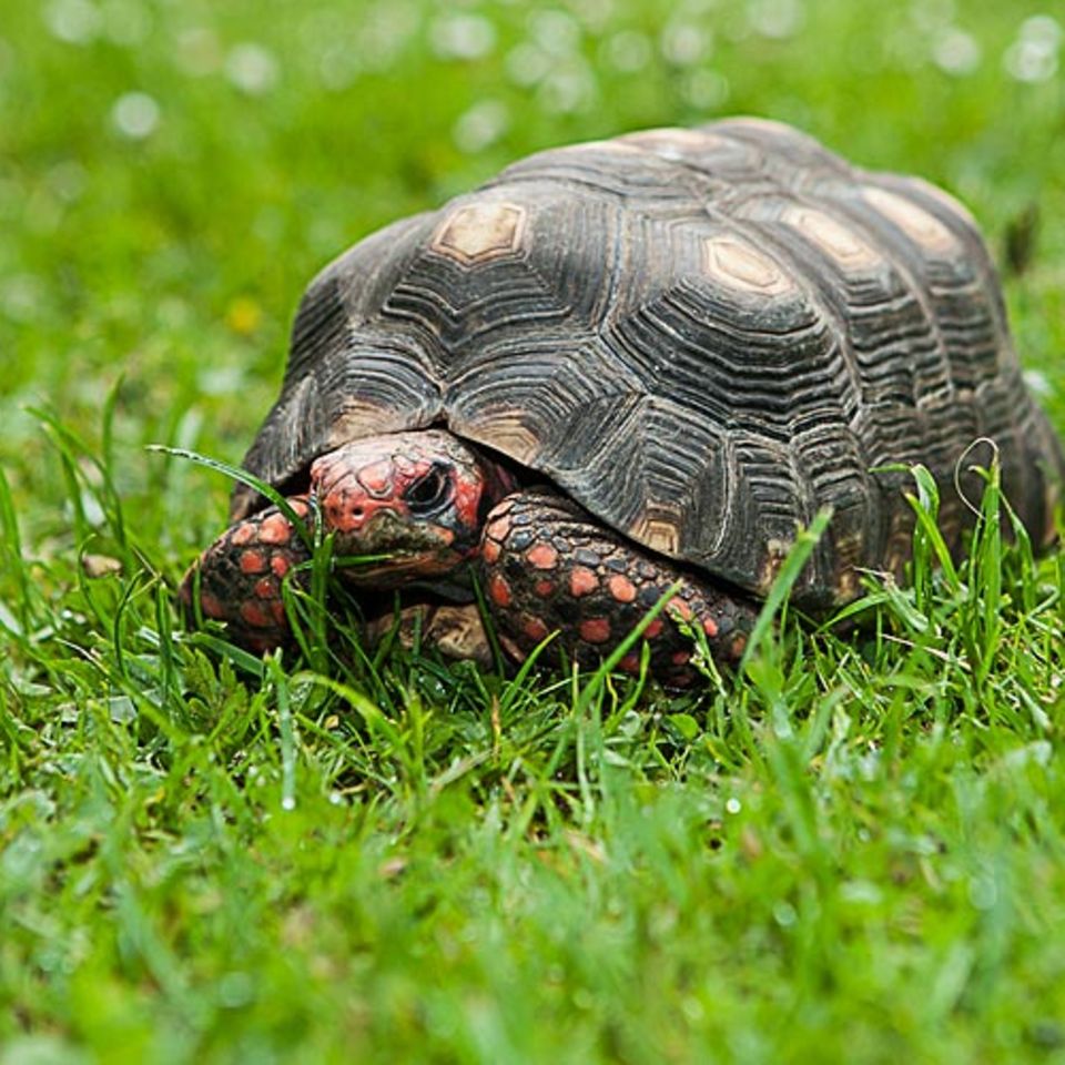 Köhlerschildkröte