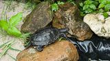 Europäische Sumpfschildkröte